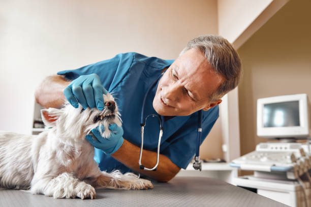 Best Emergency Tooth Extraction in Tangelo Park, FL